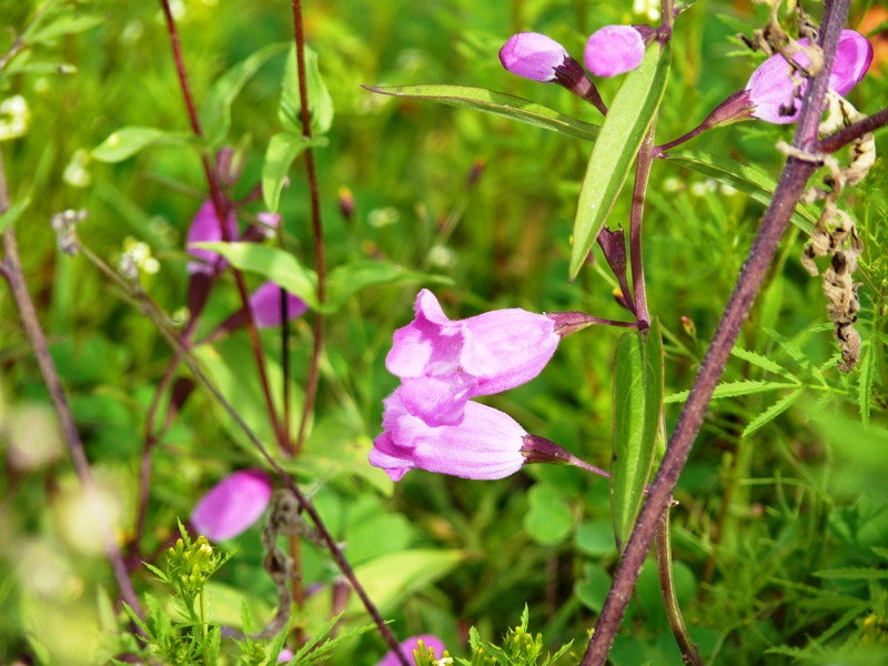 Foto de Cachi (Salta), Argentina