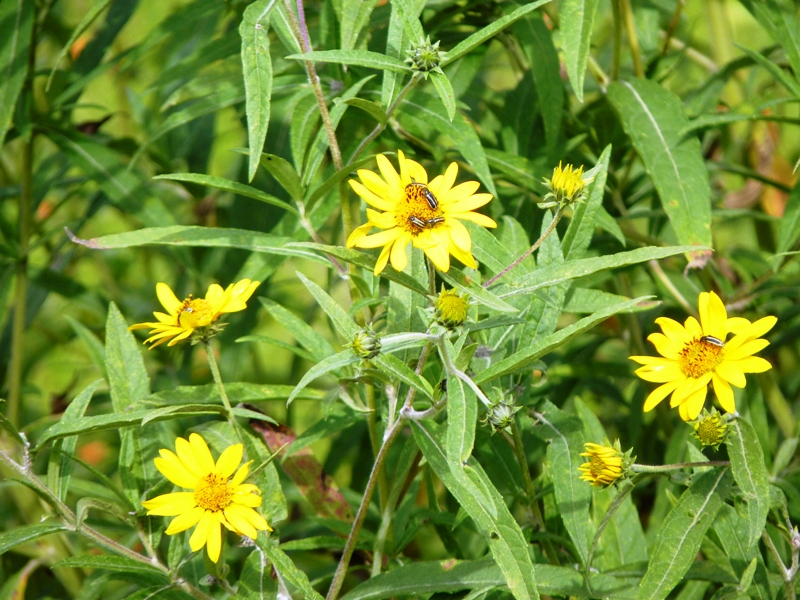 Foto de Cachi (Salta), Argentina