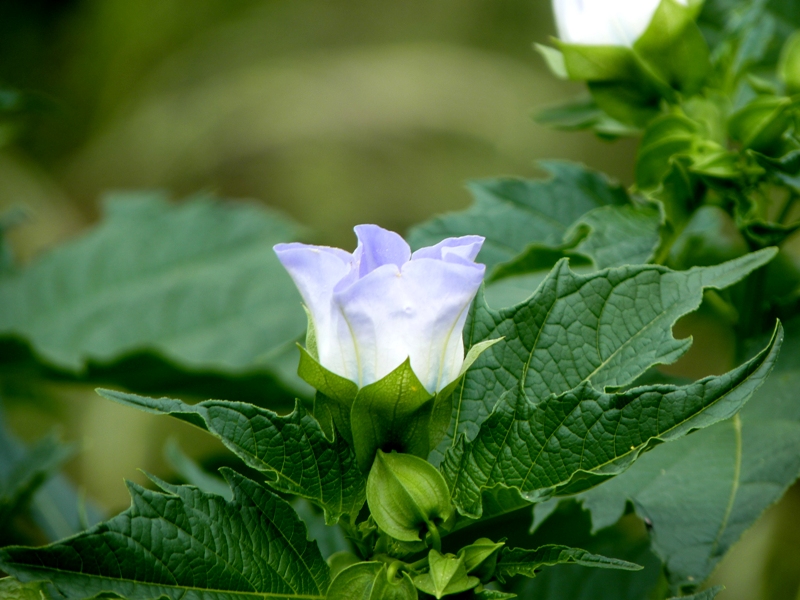 Foto de Cachi (Salta), Argentina