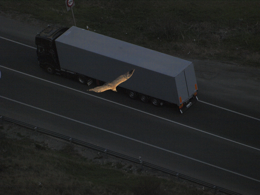Foto: Buitre y camión - Pancorbo (Burgos), España