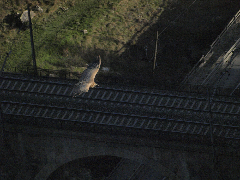 Foto: Buitre sobre vía - Pancorbo (Burgos), España