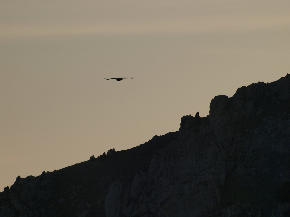 Foto: Buitre planeando sobre la sierra en el ocaso - Pancorbo (Burgos), España