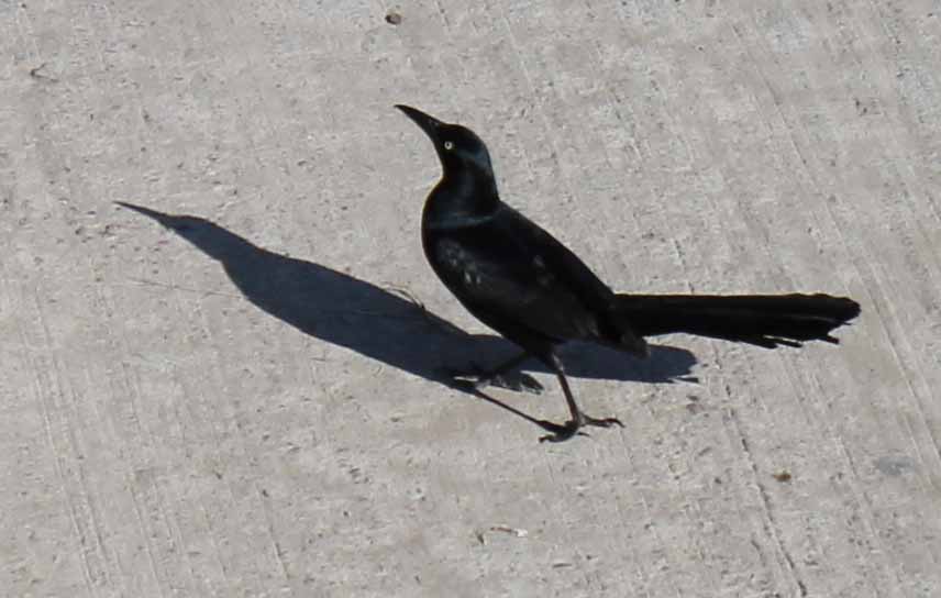 Foto de Tapachula (Chiapas), México