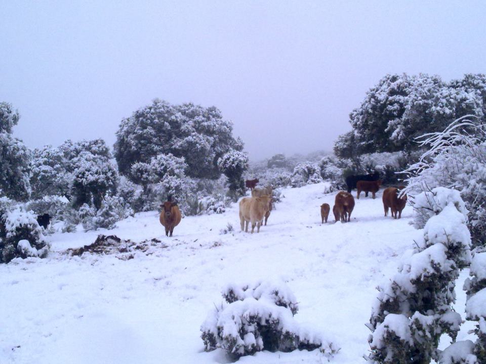 Foto de Zapardiel De La Cañada (Ávila), España