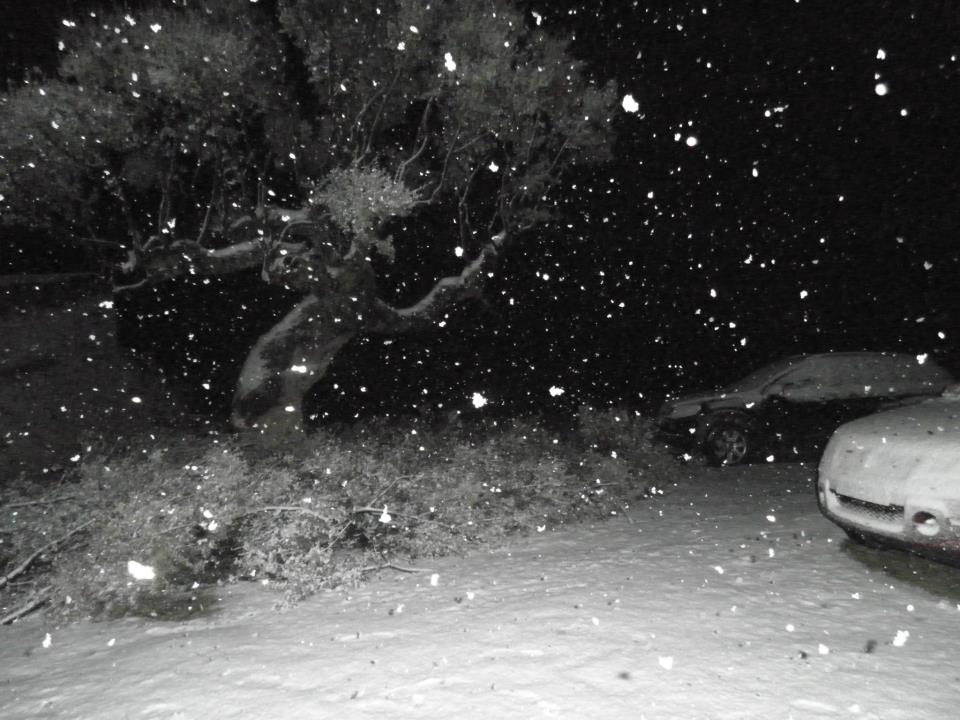 Foto: encina nevada - Zapardiel De La Cañada (Ávila), España
