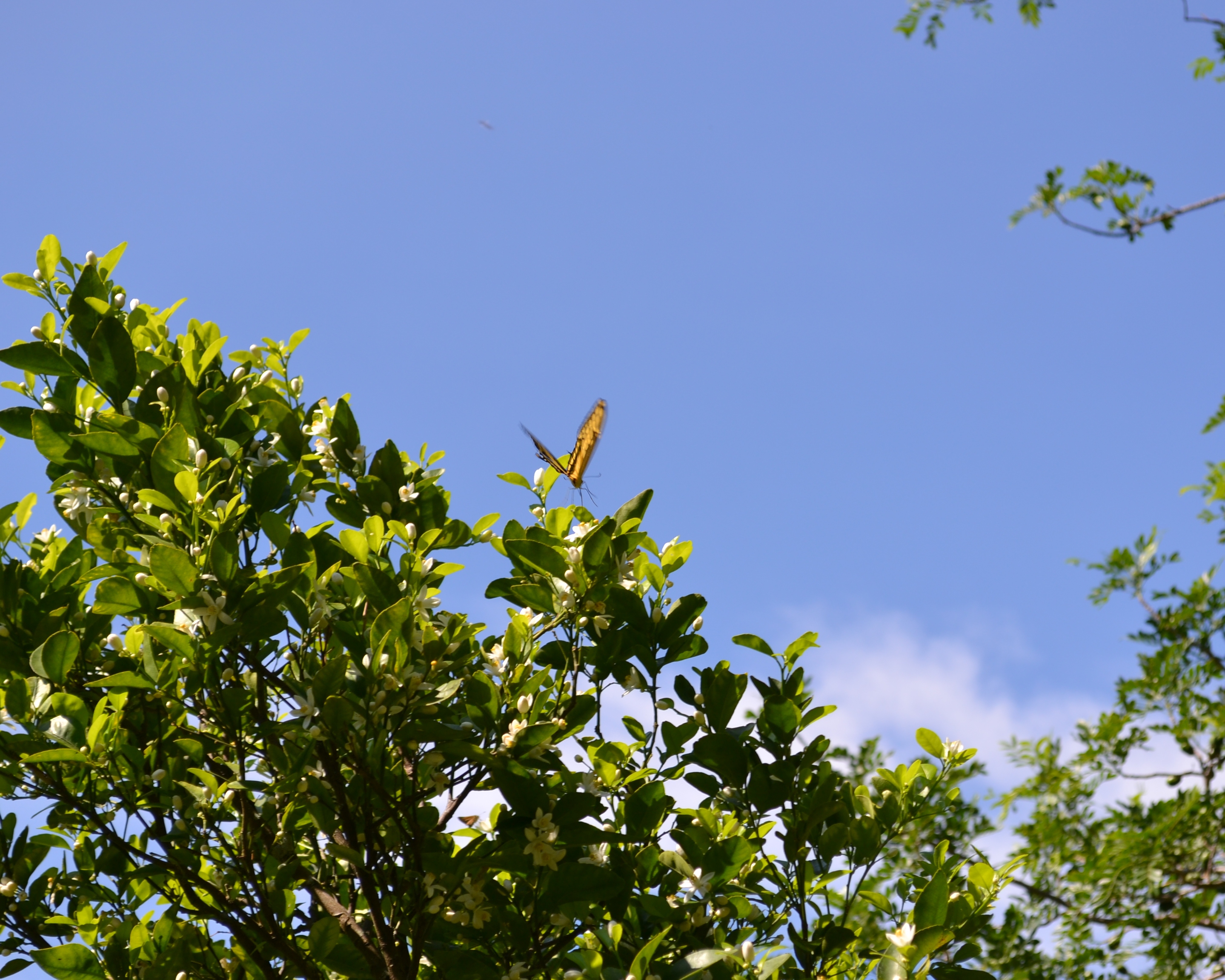 Foto: MARIPOSA,Polyxenes Papilio Stabilis - San Ignacio De Acosta (San José), Costa Rica