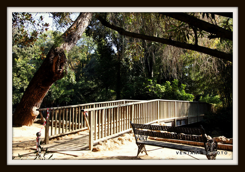 Foto: PARQUE DE MARIA LUISA - Sevilla (Andalucía), España