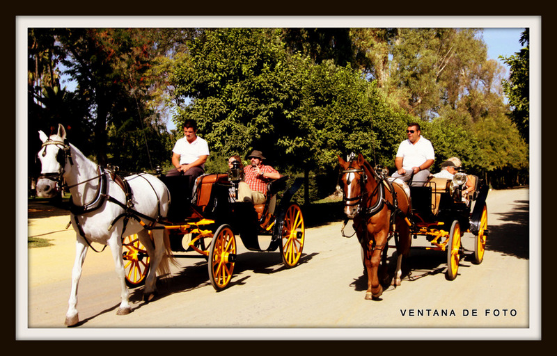 Foto: PARQUE DE MARIA LUISA - Sevilla (Andalucía), España