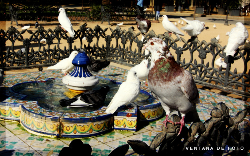 Foto: PARQUE DE MARIA LUISA - Sevilla (Andalucía), España