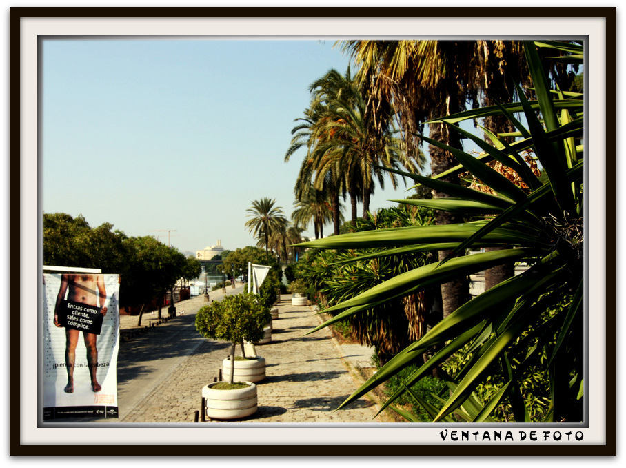 Foto: PASEO ALCALDE MARQUÉS DEL CONTADERO - Sevilla (Andalucía), España