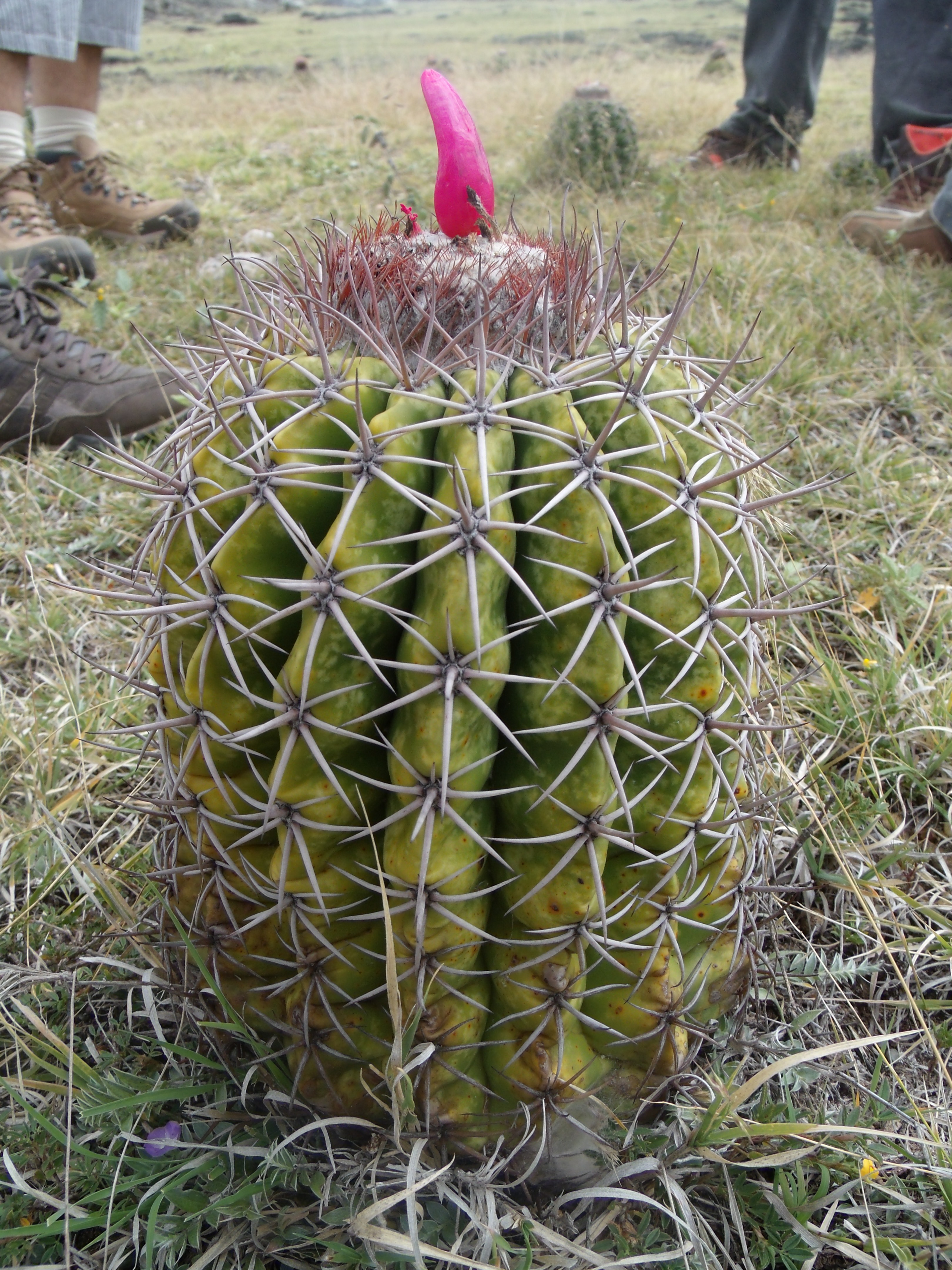 Foto: Cactus - Villa Vieja (Huila), Colombia