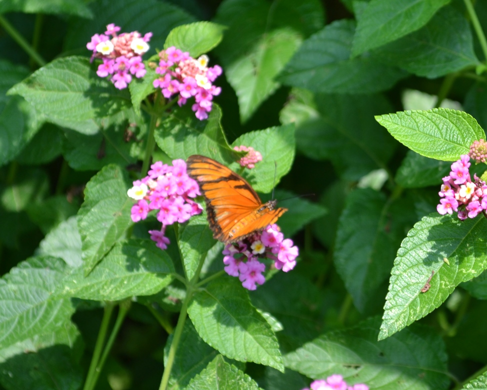 Foto: Terrariun, Jardin De Mariposas - Las Garita (Alajuela), Costa Rica