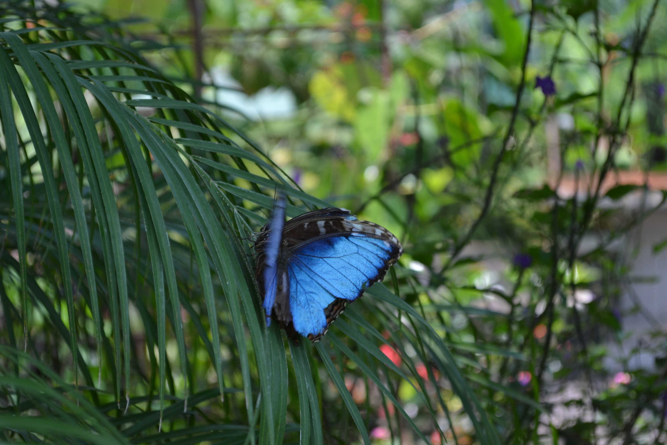Foto: Terrariun,  Jardin De Mariposas - Las Garita (Alajuela), Costa Rica