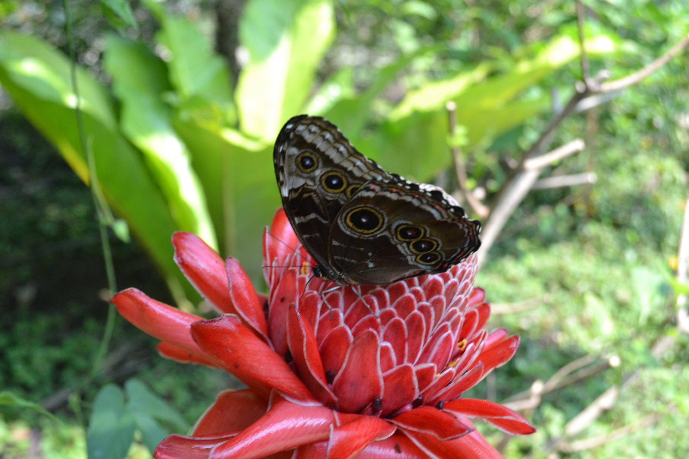 Foto: Terrariun, Jardin De Mariposas, - La Garita (Alajuela), Costa Rica