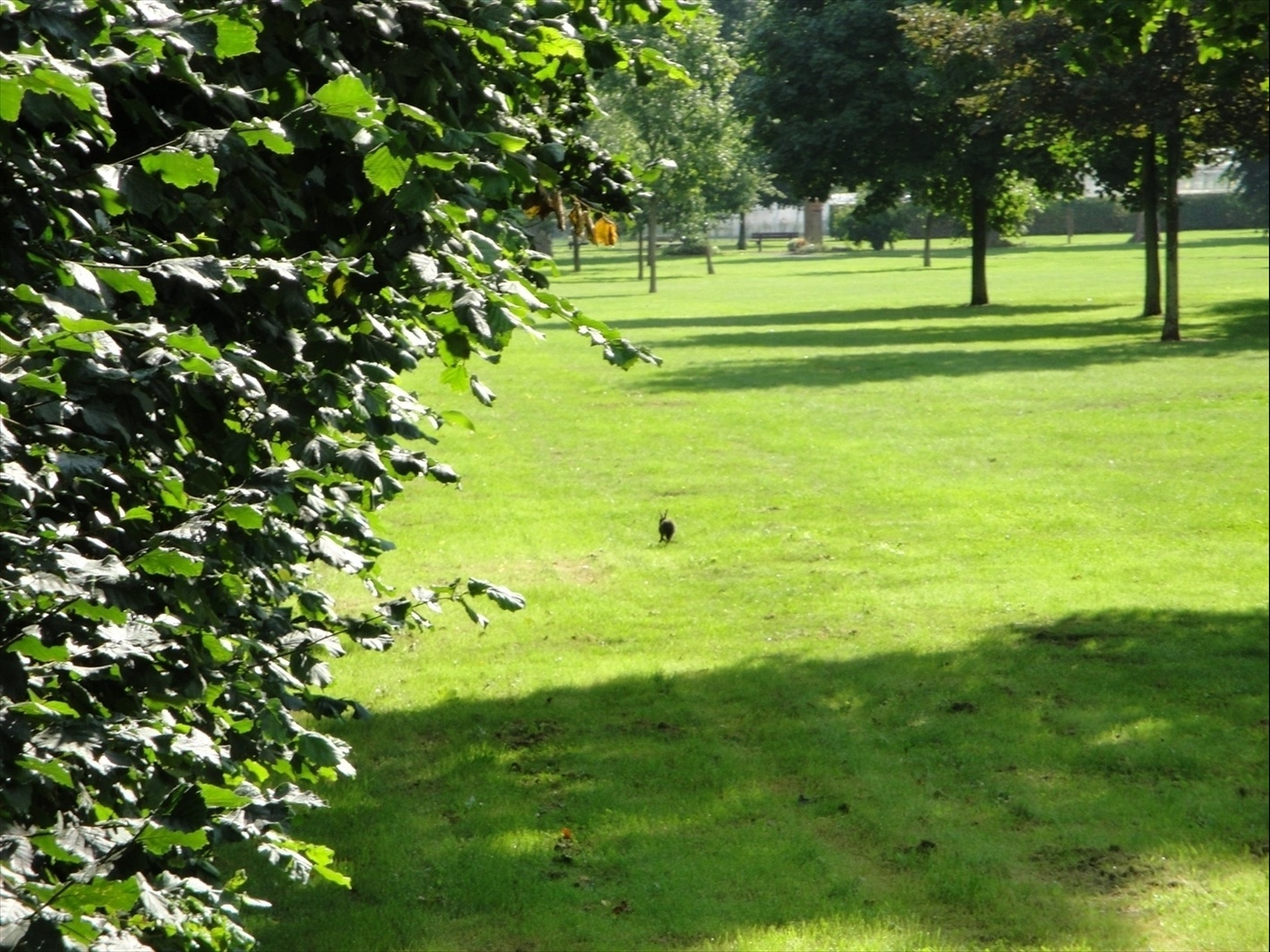 Foto: Un conejo correteando por en medio del parque - Brugge (Flanders), Bélgica