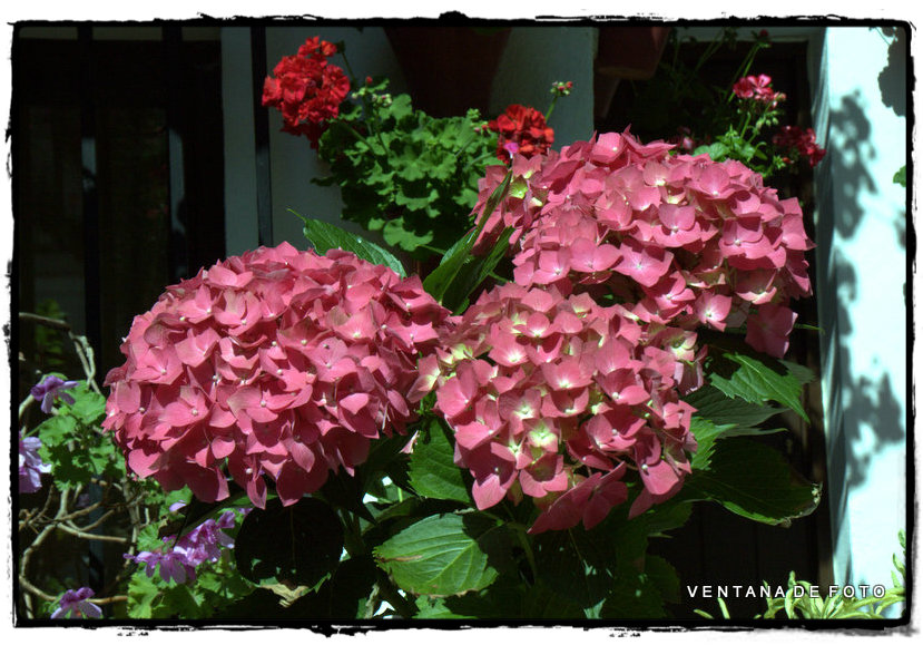 Foto: PATIOS - Córdoba (Andalucía), España