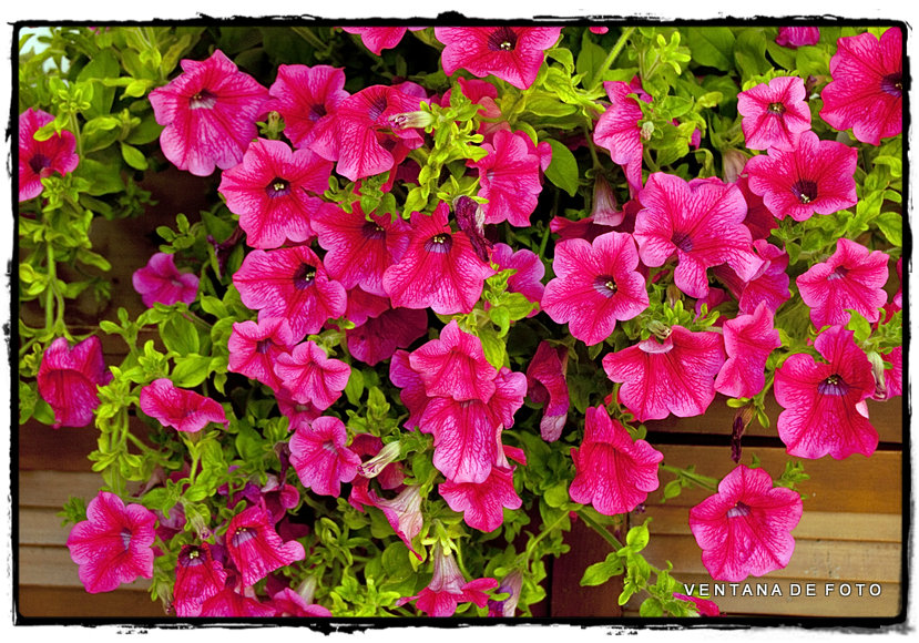 Foto: PATIOS - Córdoba (Andalucía), España