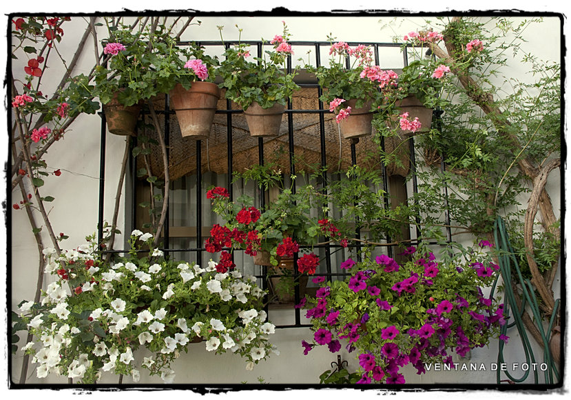 Foto: PATIOS - Córdoba (Andalucía), España