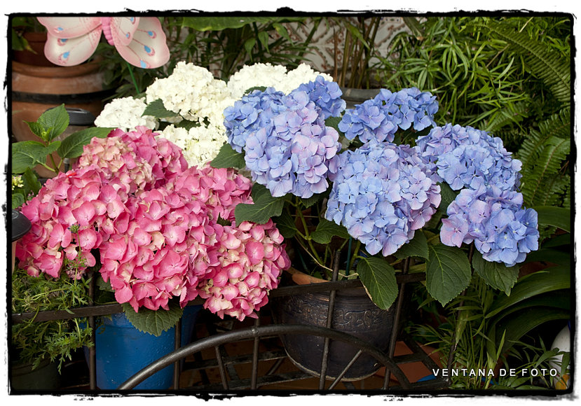 Foto: PATIOS - Córdoba (Andalucía), España