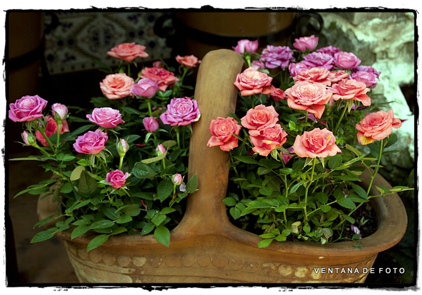 Foto: PATIOS - Córdoba (Andalucía), España