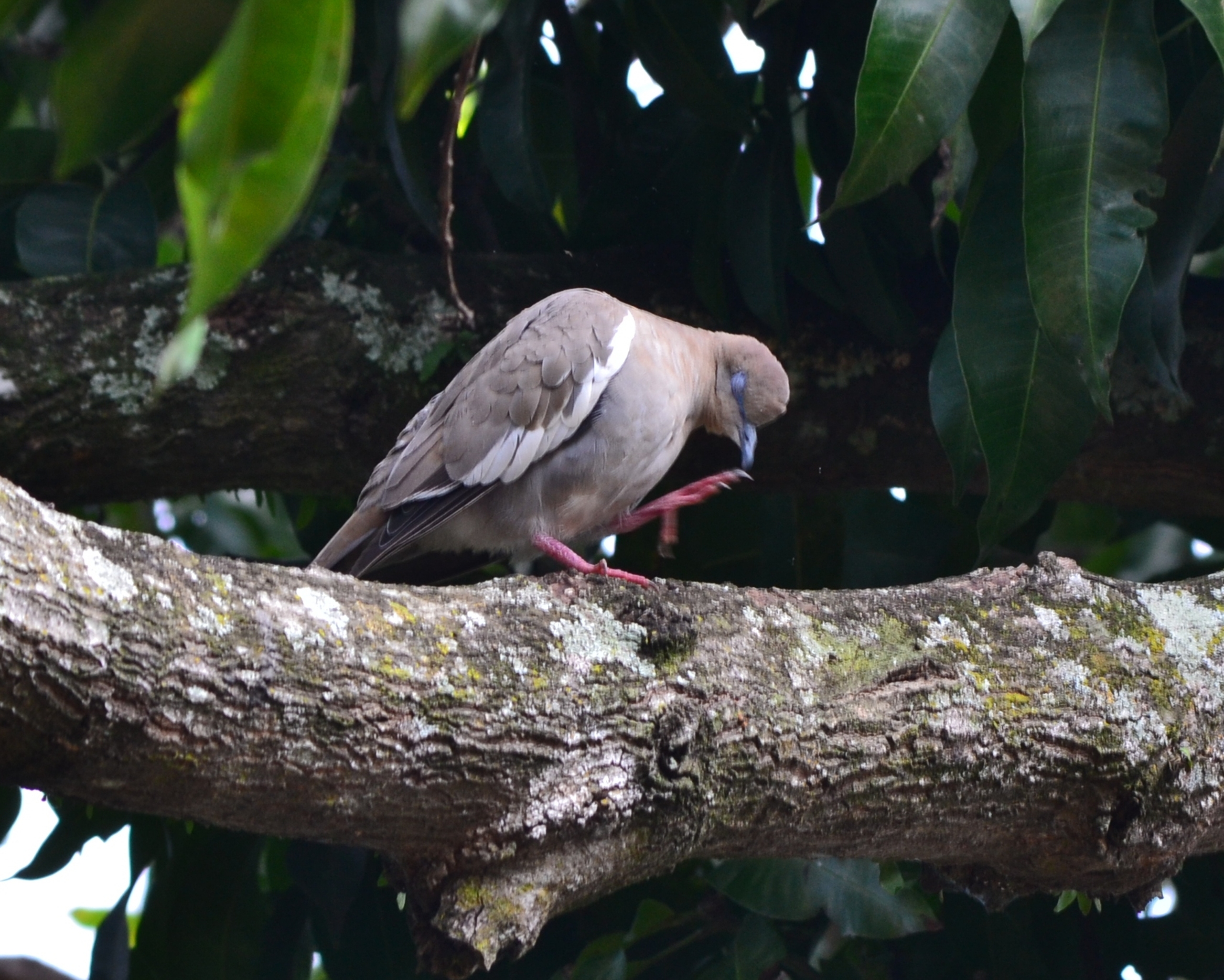 Foto: PALOMA - Alajuela, Costa Rica