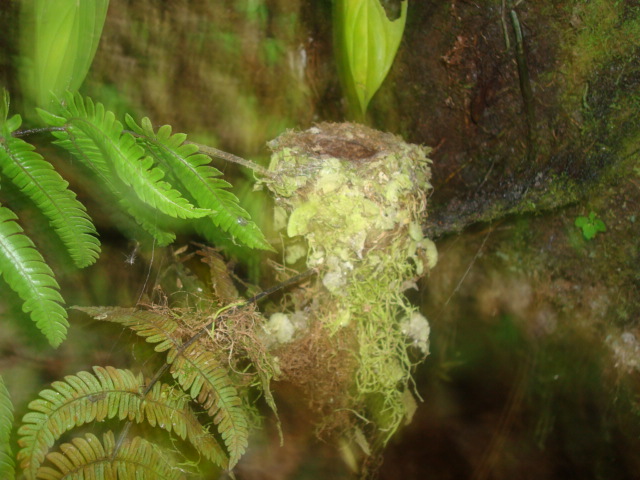 Foto: Nido - Puyo (Pastaza), Ecuador