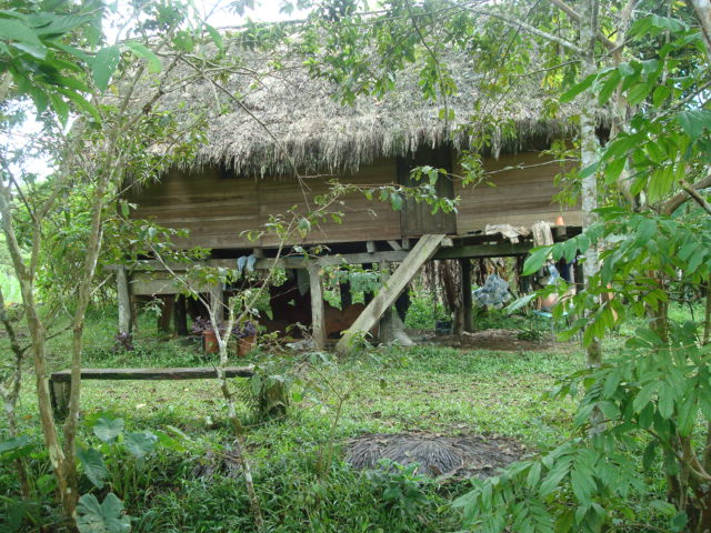 Foto: Choza tipica - Puyo (Pastaza), Ecuador