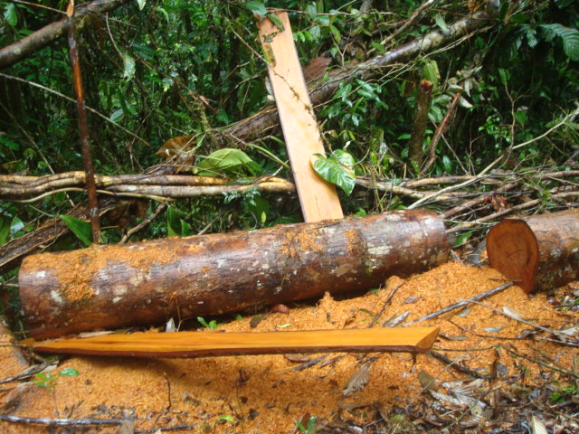 Foto: Arbol aserrado - Puyo (Pastaza), Ecuador