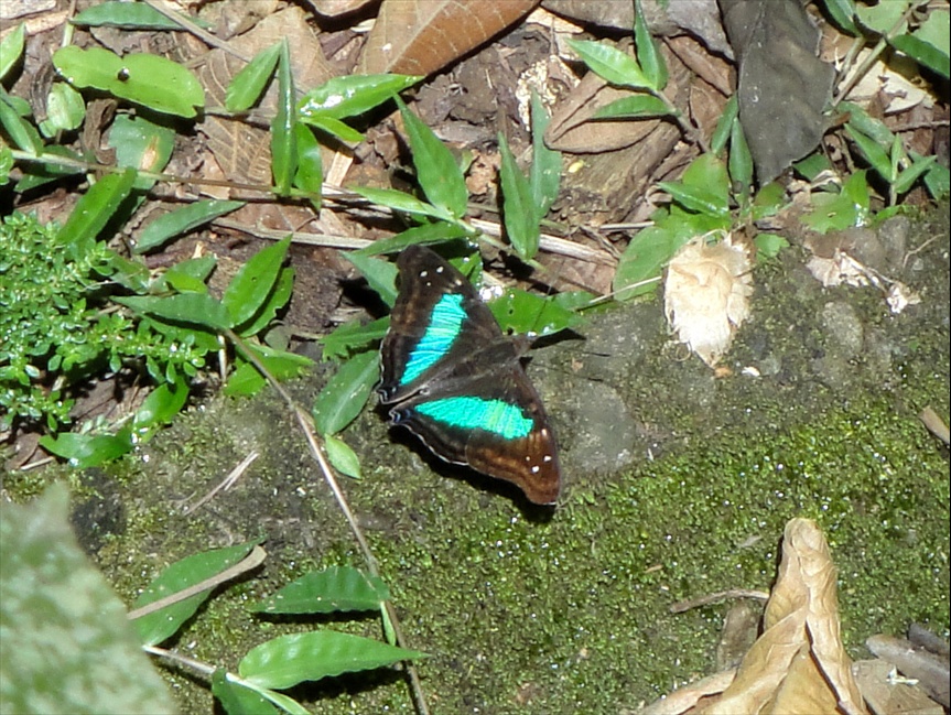 Foto: Parque Nacional do Iguaçú - Foz do Iguaçú (Paraná), Brasil