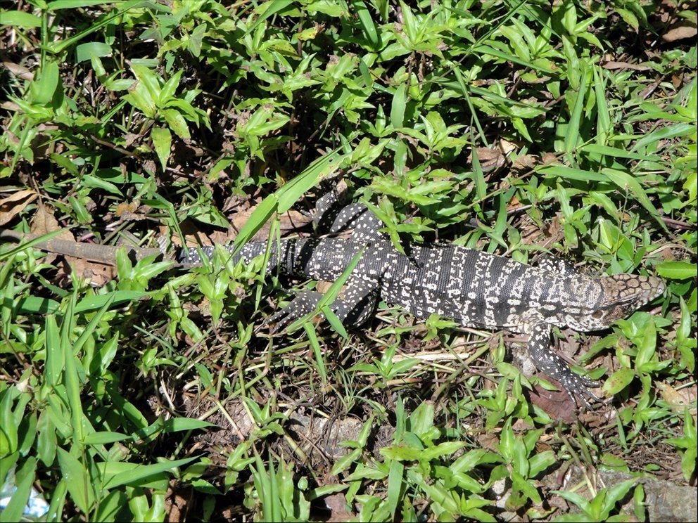 Foto: Parque Nacional do Iguaçú - Foz do Iguaçú (Paraná), Brasil