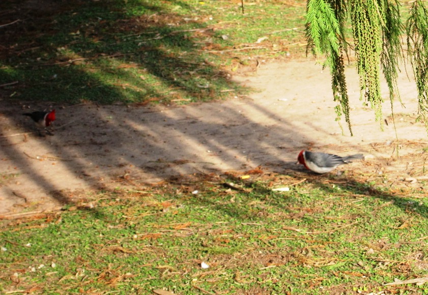 Foto: Cardenales - Ciudad Autónoma de Buenos Aires (Buenos Aires), Argentina