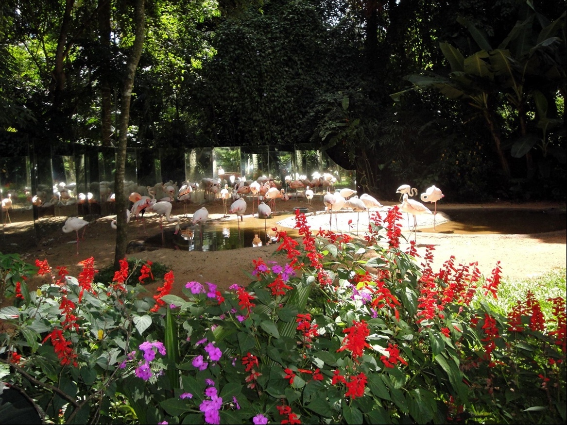Foto: Parque das Aves - Foz do Iguaçú (Paraná), Brasil