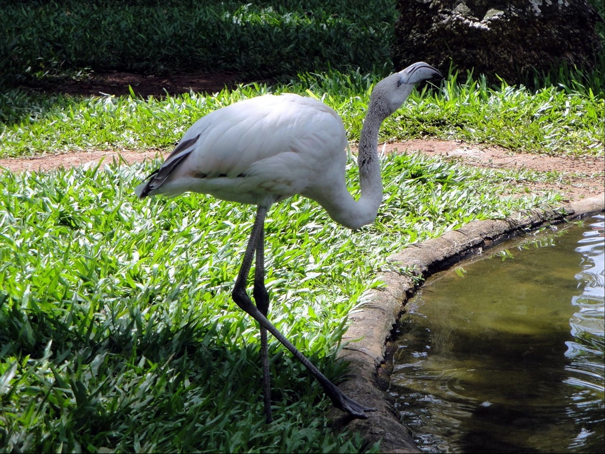 Foto: Parque das Aves - Foz do Iguaçú (Paraná), Brasil