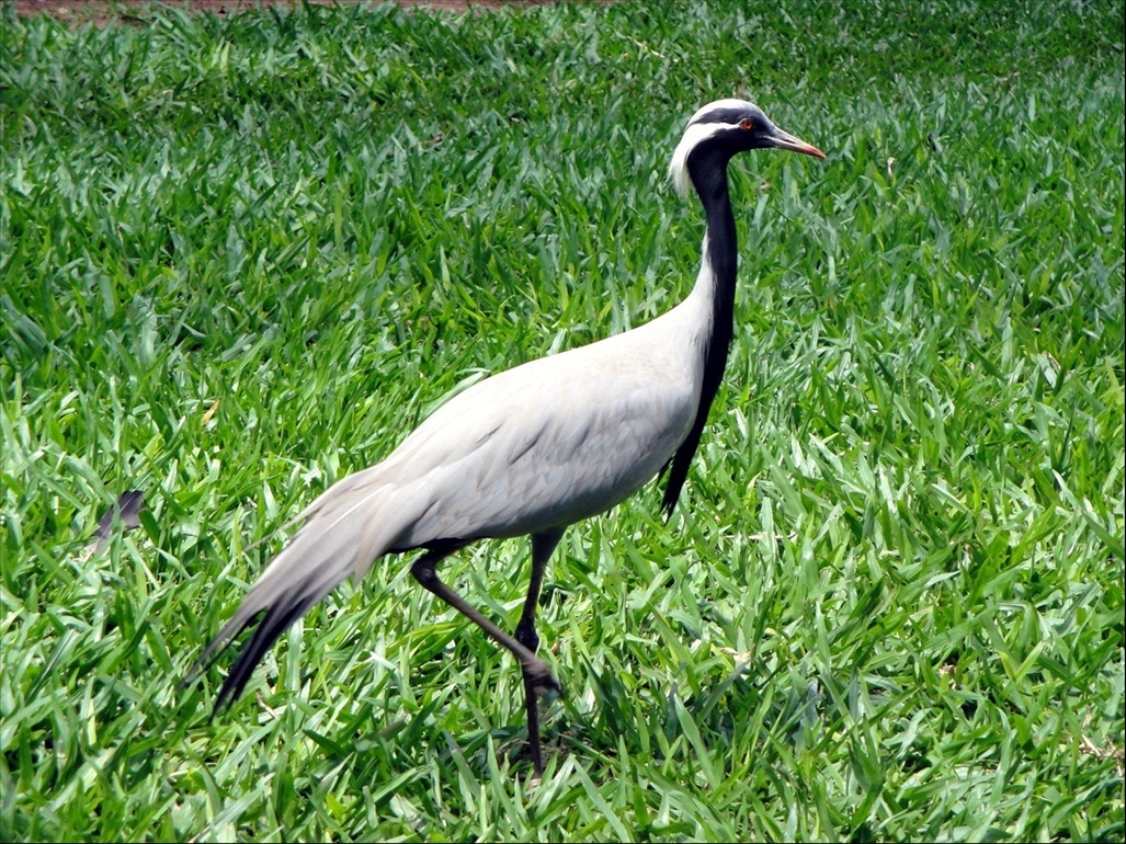 Foto: Parque das Aves - Foz do Iguaçú (Paraná), Brasil