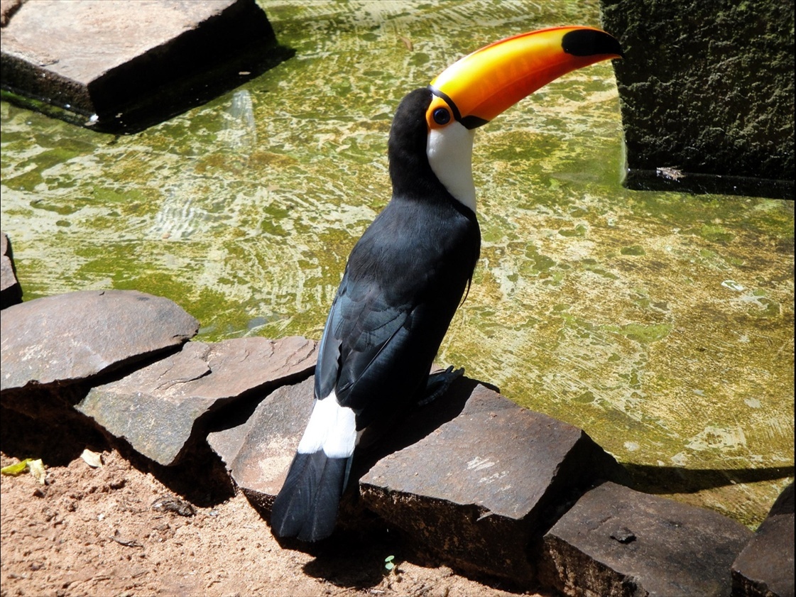 Foto: Parque das Aves - Foz do Iguaçú (Paraná), Brasil