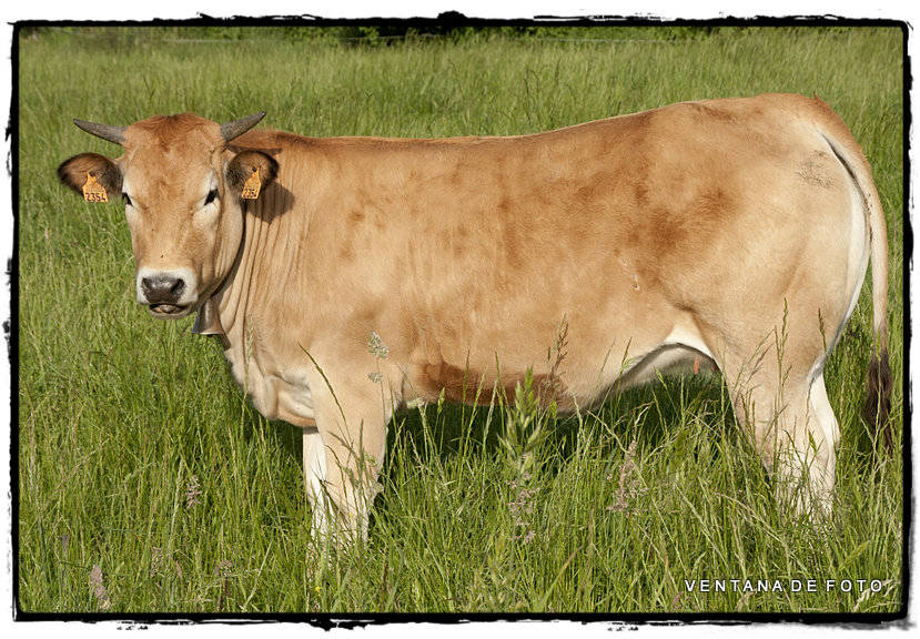 Foto de Oviedo (Asturias), España