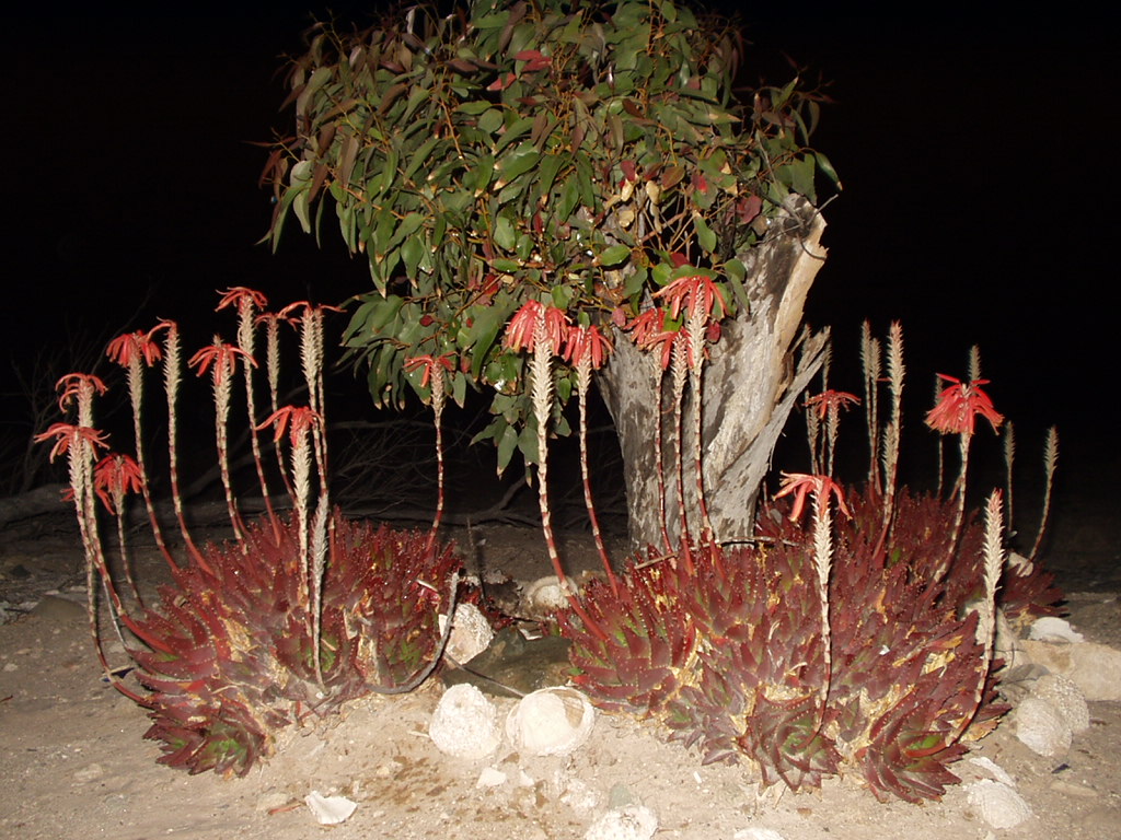 Foto: DESIERTO - Caldera (Atacama), Chile