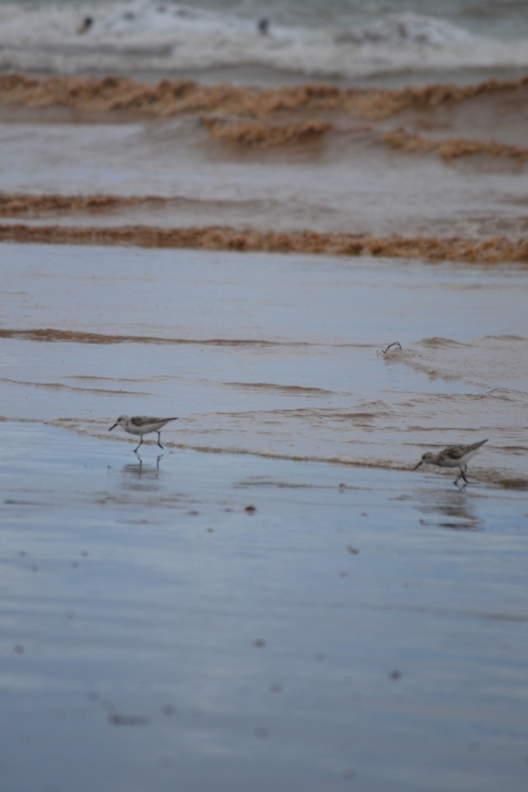 Foto: ave Charadriiforme caminando - Jacob (Puntarenas), Costa Rica