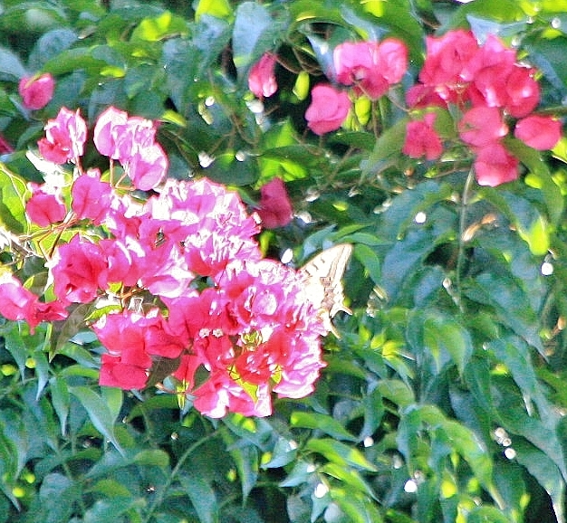 Foto: Un poco de color - Alte (Faro), Portugal