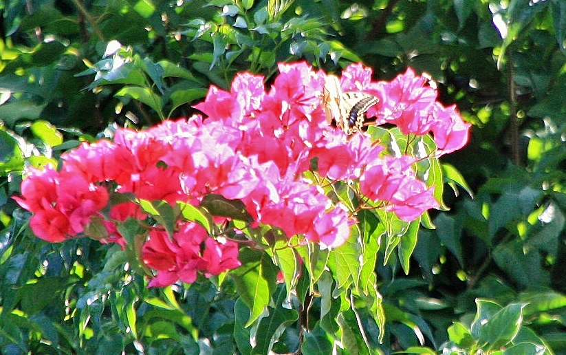 Foto: Un poco de color - Alte (Faro), Portugal