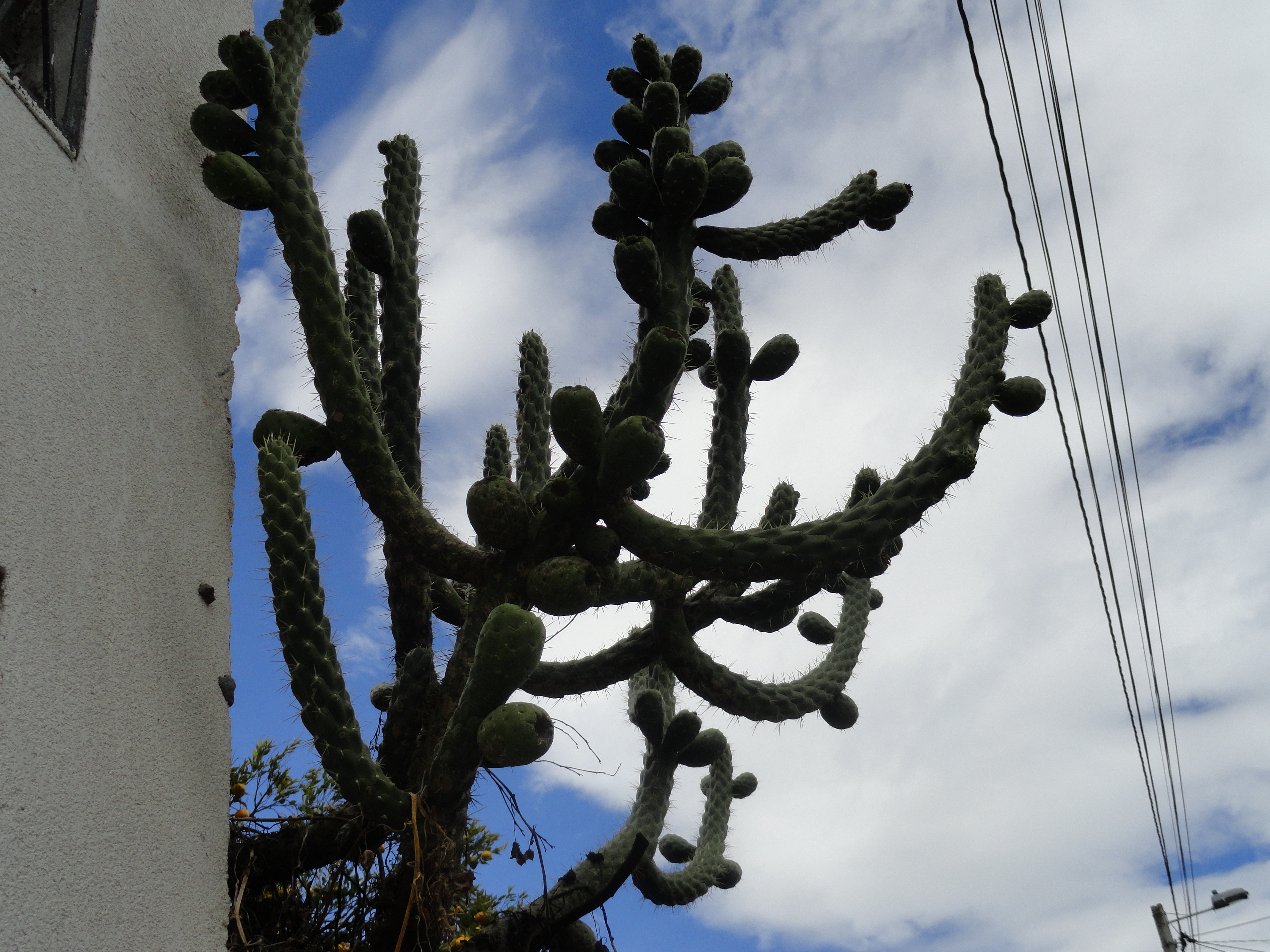 Foto: Cactus - Patate (Tungurahua), Ecuador