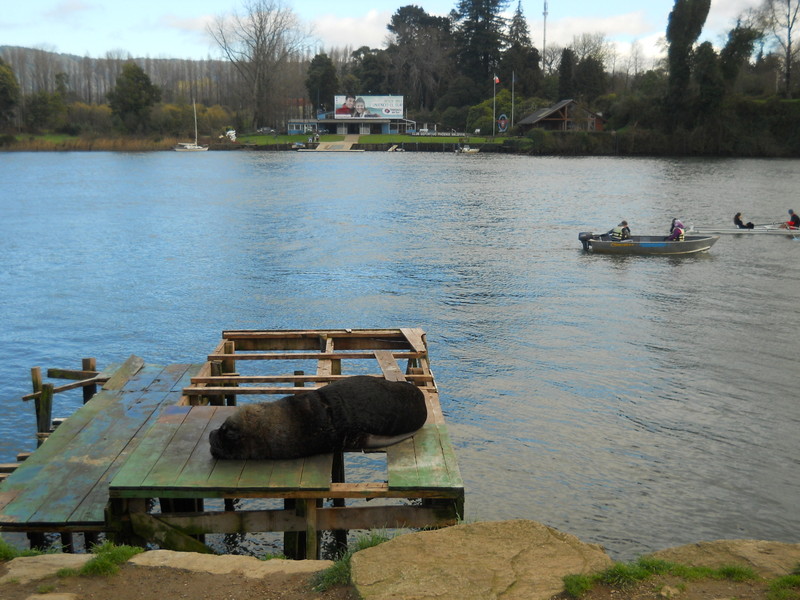 Foto: Valdivia - Valdivia (Región de Los Ríos), Chile