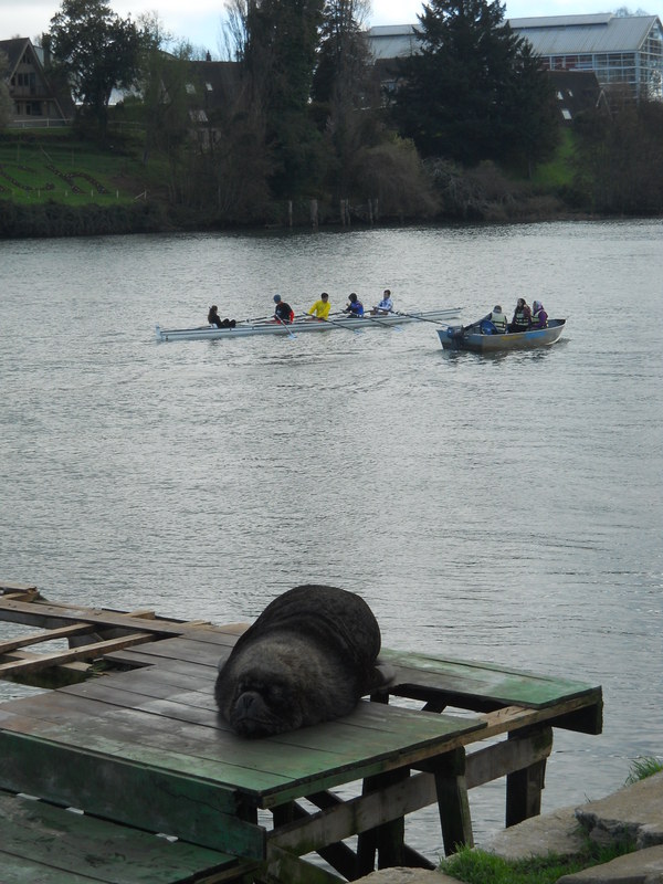 Foto: Valdivia - Valdivia (Región de Los Ríos), Chile