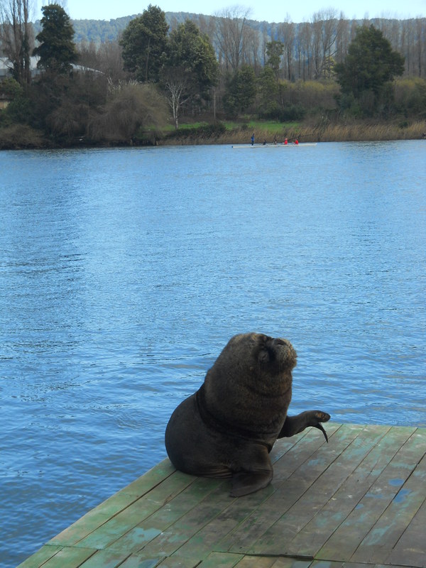 Foto: Valdivia - Valdivia (Región de Los Ríos), Chile