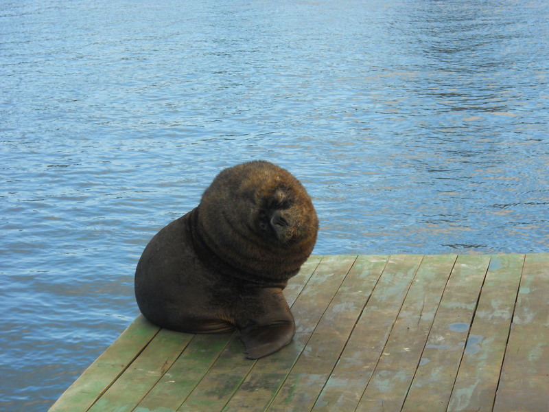 Foto: Valdivia - Valdivia (Región de Los Ríos), Chile
