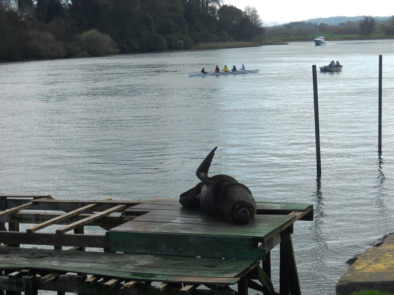 Foto: Valdivia - Valdivia (Región de Los Ríos), Chile