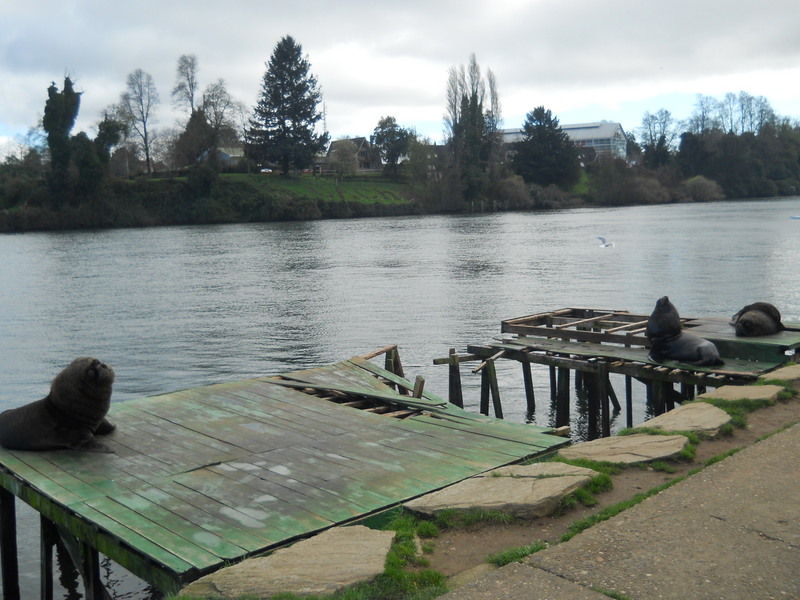 Foto: Valdivia - Valdivia (Región de Los Ríos), Chile