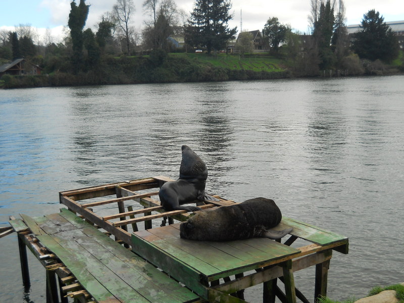 Foto: Valdivia - Valdivia (Región de Los Ríos), Chile
