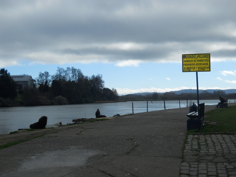 Foto: Valdivia - Valdivia (Región de Los Ríos), Chile