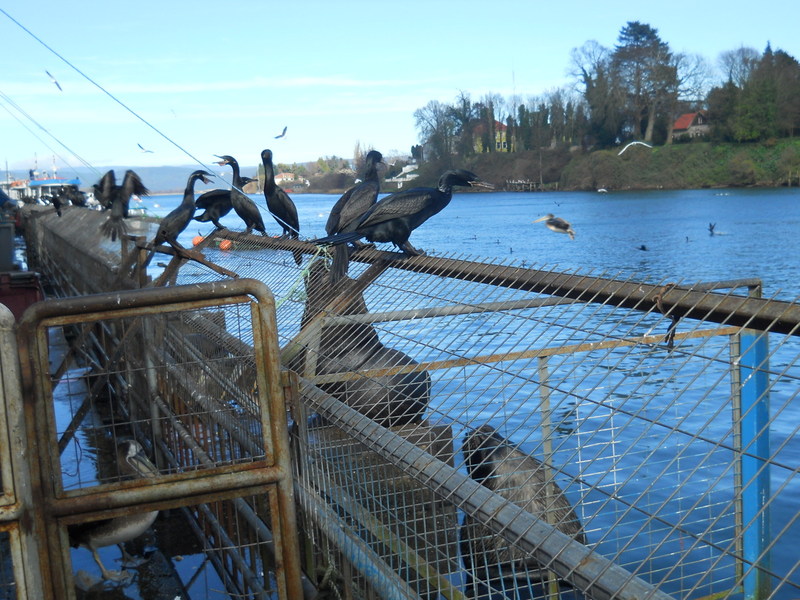 Foto: Valdivia - Valdivia (Región de Los Ríos), Chile